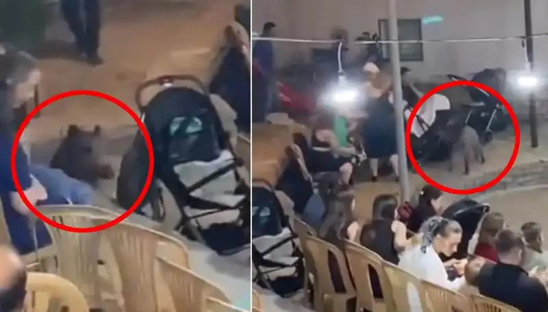 Düğün Törenine Yaban Domuzu Saldırısı: Misafirler Paniğe Kapıldı
