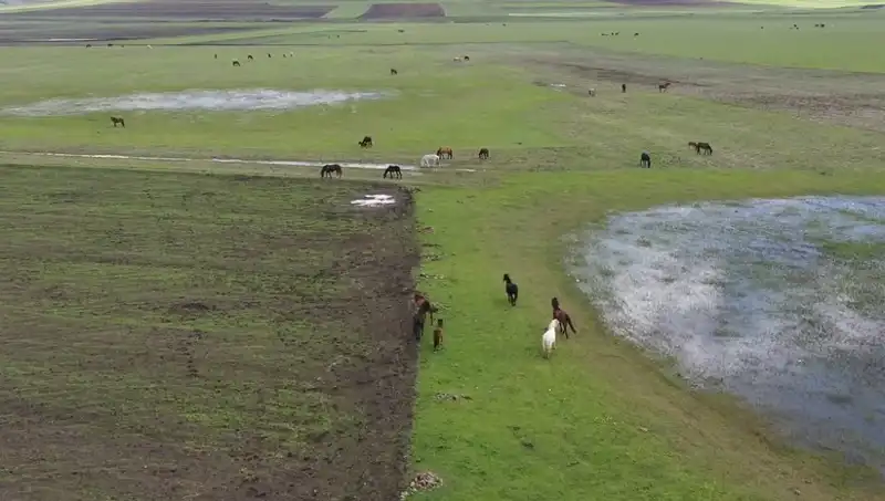 Kars'ın Büyüleyici Doğasında Yılkı Atlarıyla Renklenen Manzaralar