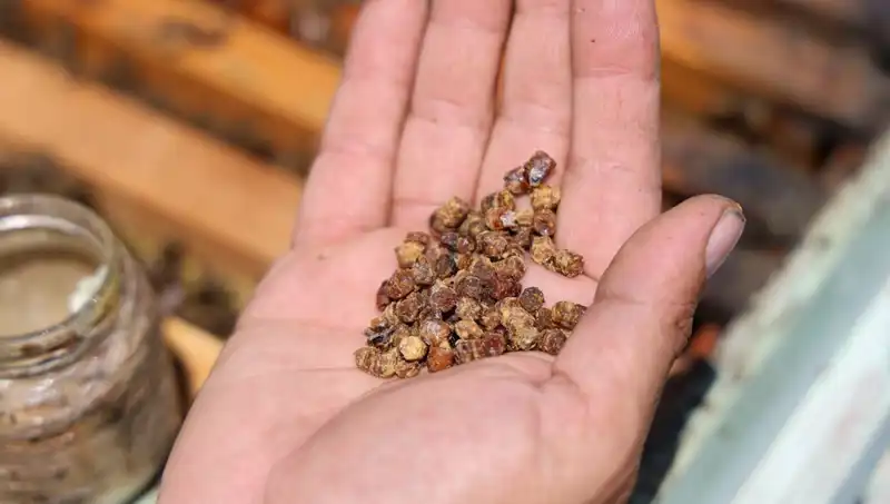 Eskiden Atılan Artıklar Şimdi Protein Kaynağı: Kilosu 3 Bin TL’yi Geçti!