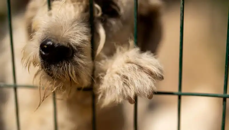 İş Stresi: Sahipleri Kadar Köpekler de Etkileniyor!