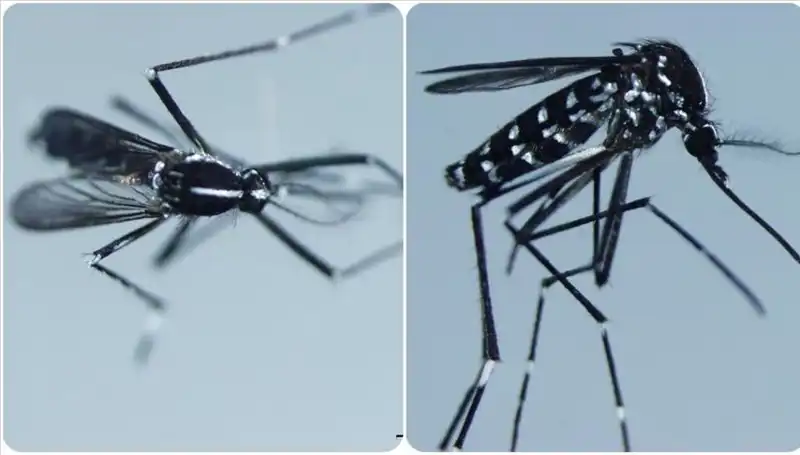 Chikungunya Virüsü Nedir? Belirtileri ve Yayılma Alanı Hakkında Bilgiler