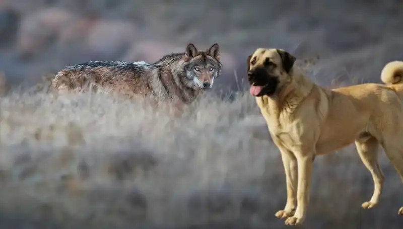 Kangal Köpeğine Olan Talepte Patlama: Kurt Popülasyonu Nasıl Etkiledi?