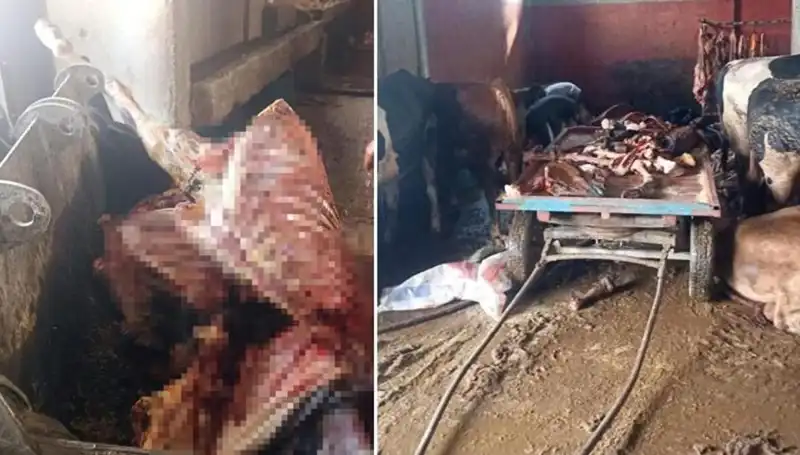 Adana’da 2,5 Ton At Eti Operasyonu! Kurtarılan 4 At Hala Hayatta