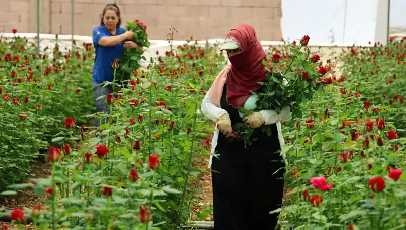 Gül Üreticileri Anneler Günü İçin Rekor Siparişlerle Mücadele Ediyor