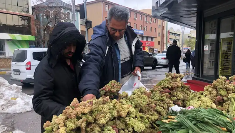 Kendiliğinden Yetişen Bu Bitki, Kanserle Savaşta Yeni Umut Oluyor!