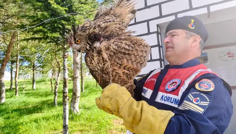 Dikenli Tellere Takılan Puhu Kurtarıldı: Doğa Severler Neler Yapıyor?