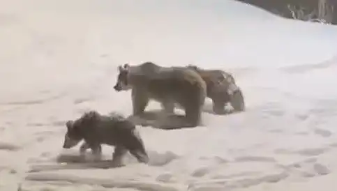 Anne ve Yavru Ayıların Yiyecek Arayışı: Doğanın İhtişamlı Dansı