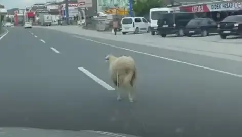 Yalova’da Kaçan Kurbanlık Hayvanlar Trafiği Altüst Etti!