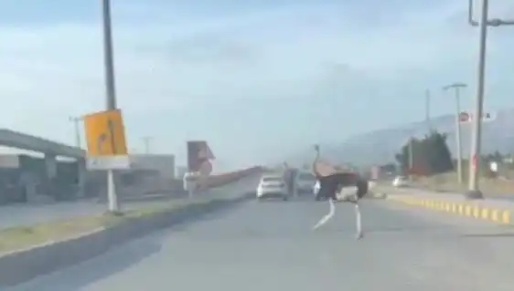 Hatay'da Trafikte Deve Kuşu Görülmesi Halkı Şaşkına Çevirdi