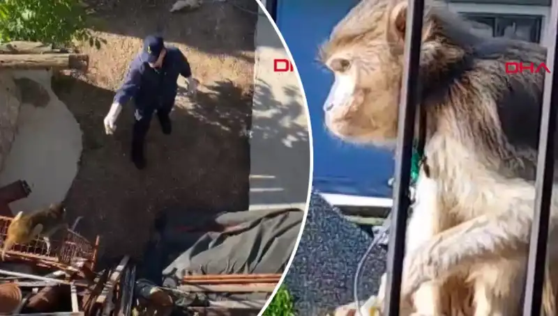 Muğla'da Eğlenceli Olay: Mahalleli Maymunu Kovalamaca Oynadı!