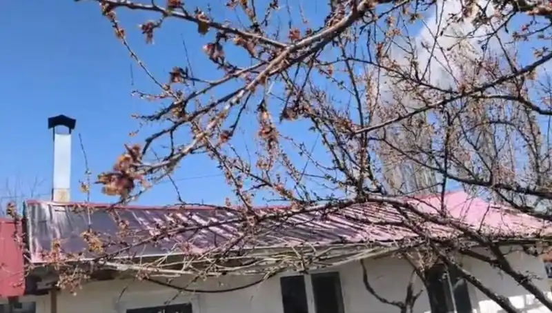 Dondurucu Soğuk Kayısı Üretimini Tehdit Ediyor: Verim Düşüyor
